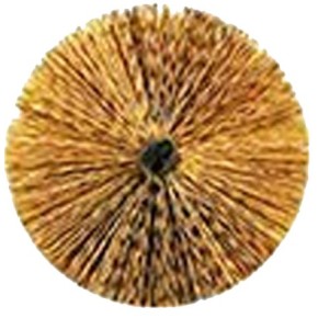 Tuitenrager messing - Tuitenwisser diverse diameters Uw keuze: